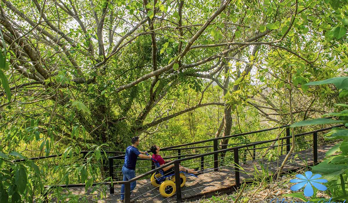 Trilha das Figueiras