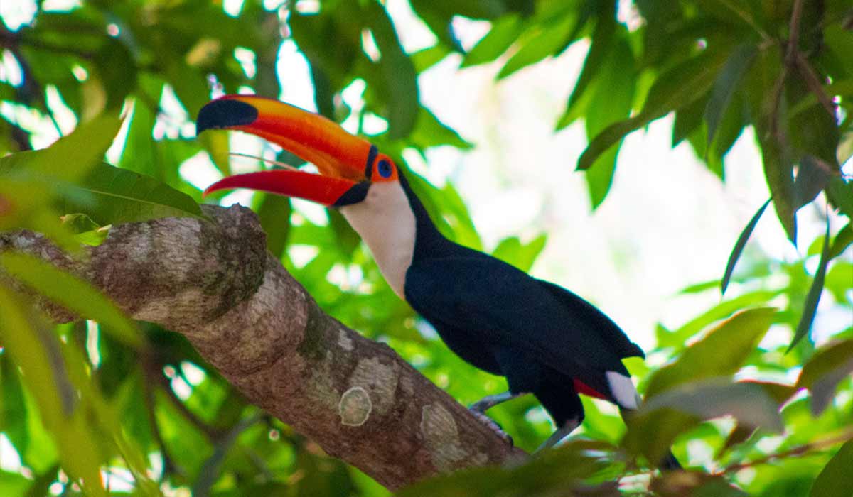 Contemplação da Fauna e Flora