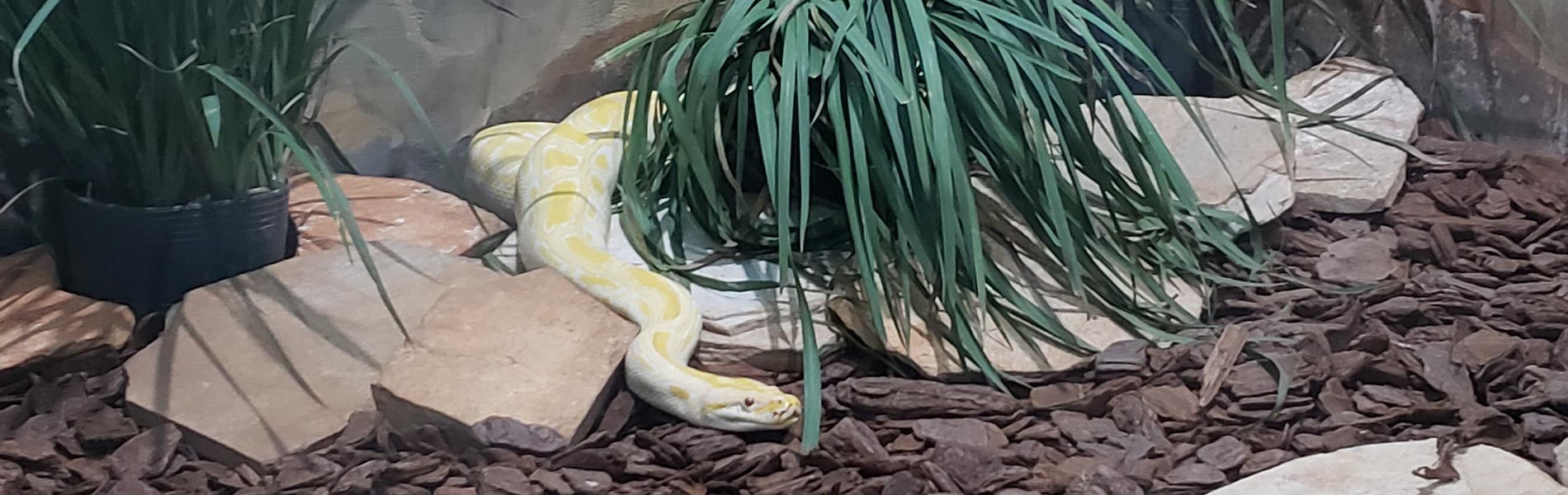 Passeios Urbanos - Projeto Jibóia